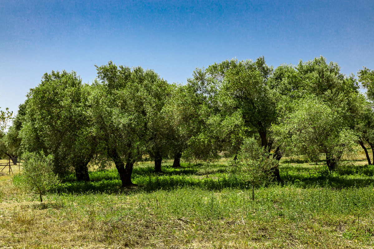 Greens in cyprus